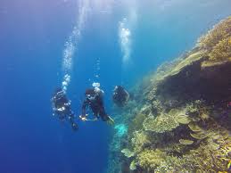 Image result for scuba diving