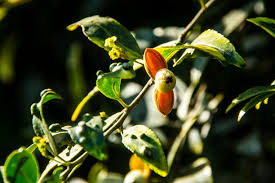 Image result for Maytenus peduncularis