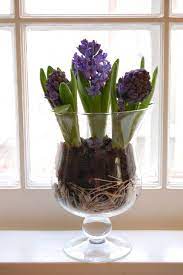 Hail To The Hyacinth Ways To Display Garden Bulbs Growing Bulbs Spring Bulbs
