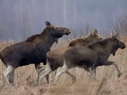 On april 25, 1986, the world's worst nuclear disaster befell the chernobyl, ukraine power plant. After The Chernobyl Nuclear Disaster Animals Thrive Without Humans