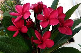 Image result for Plumeria rubra