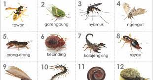 Jenis Serangga Hewan Serangga Gambar Hewan