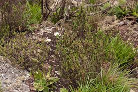Image result for Anthospermum whyteanum