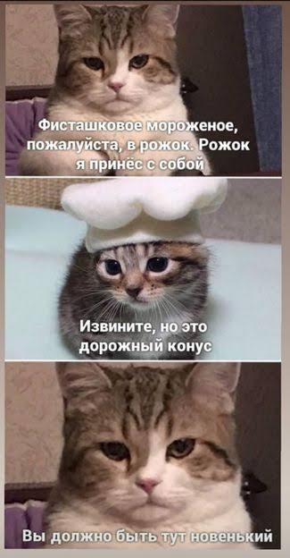 Custome ice cream| Russian cat memes