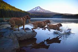 Taking The Dog For A Swim At Trillium Lake At Mthood Photo Cred Harold Cooley Water Dog Excited Puppy Trillium Lake