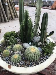 Originally played as the copper bowl from inception through 1996, it was known as the insight.com bowl from 1997 through 2001. Cactus Bowl Mini Cactus Garden Outdoor Cactus Garden Cactus Bowl