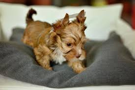 But sometimes the positioning of the dog sit might change and before you know it, the dog sits sloppy on your feet. A Yorkshire Terrier Dog Sitting On A Beige Chair 2097918 Stock Photo At Vecteezy