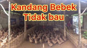 Maybe you would like to learn more about one of these? Kandang Bebek Tidak Bau Kandang Bebek Sederhana Peternak Bebek Viral Ternakbebek Bebek Youtube