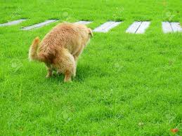 Kot im garten ist ein eindeutiges zeichen, dass tiere sich dort aufhalten oder durchstreichen. Hund Kot Auf Grunem Rasen Im Garten Lizenzfreie Fotos Bilder Und Stock Fotografie Image 93555375