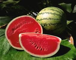 Image result for Citrullus lanatus
