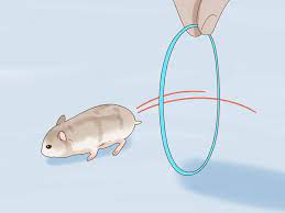 How To Train A Dwarf Hamster To Recognize Its Name 14 Steps