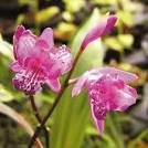 Bletilla striata Trilips