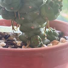 Image result for Monadenium