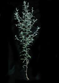 Image result for Dicoma tomentosa