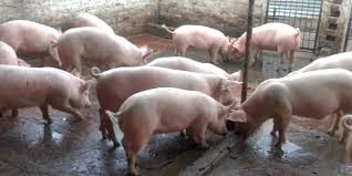 Starting Pig Farming Business In South Africa Business