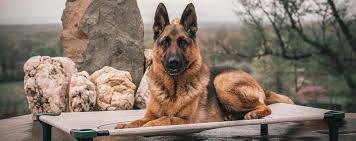 Breed specific training · 4 free bonus guides Our Training Programs