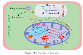 Cellular respiration must be regulated in order to provide balanced amounts of energy in the form of atp. Stages Of Respiration In Plants