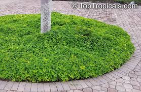 Image result for Synadenium glabratum