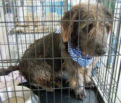 Give a homeless pet a loving forever home. Pets For Adoption Las Vegas