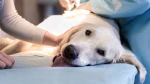 Radiation oncologist salary influencing factors. Combating Canine Cancer