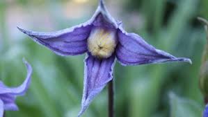 Dorene Weinstein's flowers