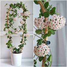 836 Otmetok Nravitsya 25 Kommentariev Anna Czaplinska Home Plants Anna Violets V Instagram Hoya Mathilde Hoya Plant Climbing Flowers Plants
