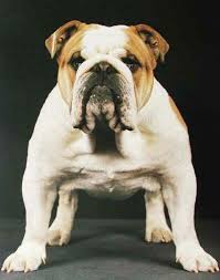 Great family companion protection bulldogs. Englische Bulldogge Front Poster 40x50 Kaufen Fantastic Pictures