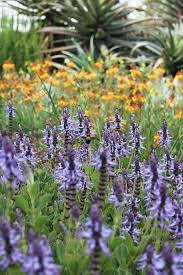 Check spelling or type a new query. My Mother S Garden Summertime In South Africa Gardenista Garden Visits Small Yard Landscaping Waterwise Garden