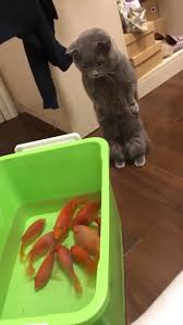 kann ich sie bitte anfassen anfassen bitte anfassen bitte ich kann kloster sie funny animal videos funny animals cute animal videos