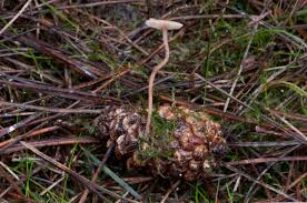 Image result for Strobilurus conigenoides