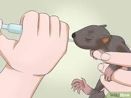 The feeding schedule is also important when taking care of a baby squirrel. How To Raise A Baby Squirrel With Pictures Wikihow