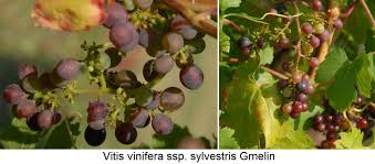 'roger's red' california wild grape, roger's california grape usda zones: Wild Vines Wein Plus Wine Lexicon