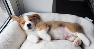 Cardigan corgi puppies are generally healthy but have some common health issues that arise due to long spine and short legs. Home Hudson Valley Corgis Corgi Breeder In New York
