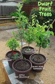 Insert hose into fill opening and begin filling with water. Pin On Fruit Trees