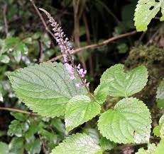 Image result for Plectranthus mandalensis