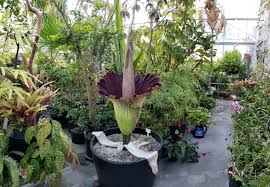 • the corpse flower is blooming at the new york botanical garden. Barnard S Berani Corpse Flower Blooms Barnard College