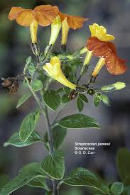 Image result for Solanaceae