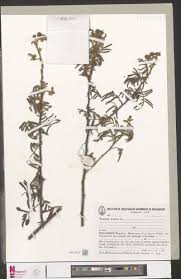 Image result for Secamone delagoensis