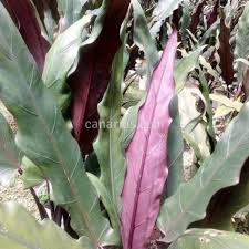 The plant in the pictures of the actual plant you'll receive. Buy Alocasia Lauterbachiana With Canarius