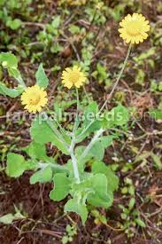 Image result for Emilia transvaalensis