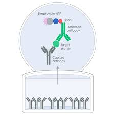Sir, cell phone detector can cover only 1meter.please can u suggest me how i can increase the covering area.i will be thankful if u please give me. Elisa Basic Principles And Types Of Elisa Assay Abcam