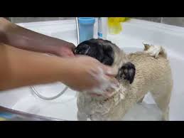 Kopek Nasil Yikanir Tayyarin Banyo Keyfi Youtube