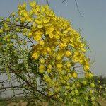 Image result for Cassia sieberiana