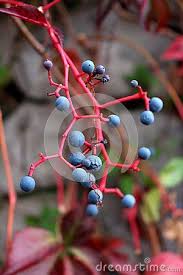 Consuming too much of this compound can have toxic effects on your kidneys ( 55 ). Virginia Creeper Or Victoria Creeper Plant With Intensive Red Twig And Blue Berries Also Called Five Leaved Ivy Or Fi Creepers Plants Virginia Creeper Creepers