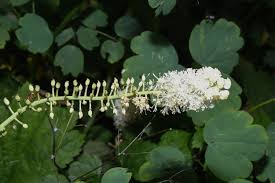 Image result for Faurea racemosa