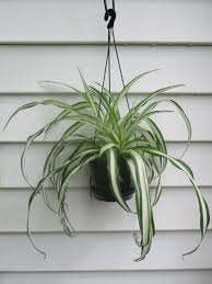 Image result for Chlorophytum pauper
