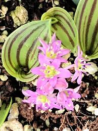 Image result for Ledebouria cooperi