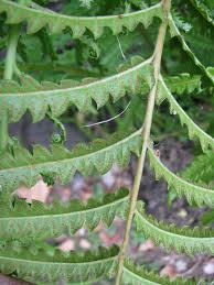 Image result for Cyclosorus interruptus