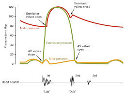 Cardiac Cycle Anatomy And Physiology Ii