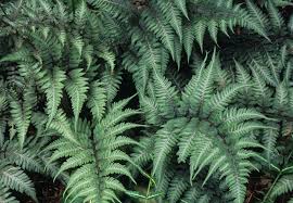 Image result for Athyrium
